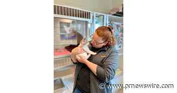 PET FOOD EXPRESS KICKS OFF SPRING CAMPAIGN TO EASE KITTEN SEASON FOR RESCUES AND SHELTERS