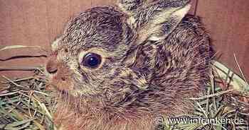 Tierheim Bamberg warnt eindringlich vor vermeintlichen Rettungsaktionen - "bitte in Ruhe lassen"