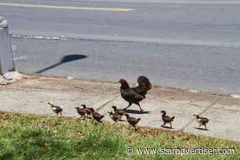 Supporters speak up for Hawaii’s feral chickens