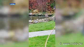 Familie uit Linter haalt ree uit vijver in hun tuin - ROB-tv