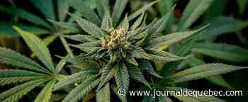 Cannabis: partenariat entre le microproducteur Botanext et Rose ScienceVie