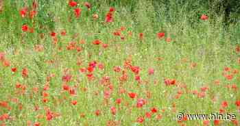 7,2 hectare Postels akkerland wordt omgevormd tot bloemrijke fauna-akkers - Het Laatste Nieuws