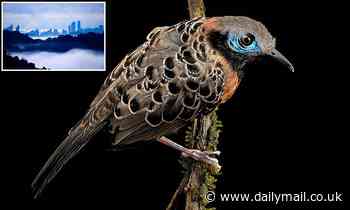 Bird species in a Panama rainforest 'have fallen 90% in 40 years'