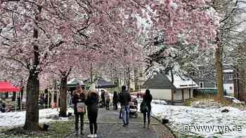 Kirschblütenfest in Siegen wird mehr zum „Schneeblütenfest“ - WP News