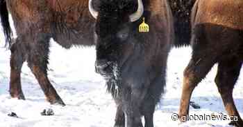 Métis Nation of Alberta marks historic return of bison to traditional lands