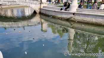 Rifiuti in Prato della Valle, Mosco: «Pulizia e decoro pubblico mancano da tempo» - PadovaOggi
