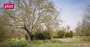 Wiesbaden will die Kostheimer „Heide“ zu einem Naturschutzgebiet machen - Wiesbadener Kurier