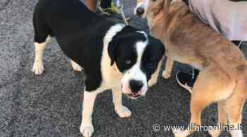 Ardea, sold out per il Microchip day del 10 aprile - Il Faro online