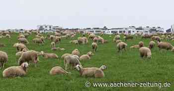 Auf dem Weg: Die Schafe ziehen von Aachen nach Vogelsang - Aachener Zeitung