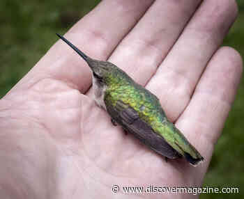 These Animals Get Creative To Get Some Sleep