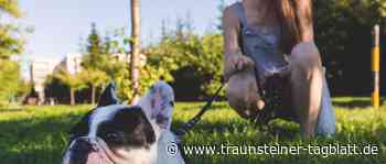 Stadtverwaltung: Hunde auf Grünflächen anleinen - Traunsteiner Tagblatt