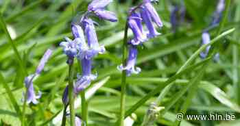Vlaamse Ardennendag bij Natuurpunt op paasmaandag | Kluisbergen | hln.be - Het Laatste Nieuws