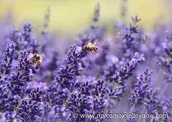 Bee boxes set up as mason bees begin pollination - My Comox Valley Now