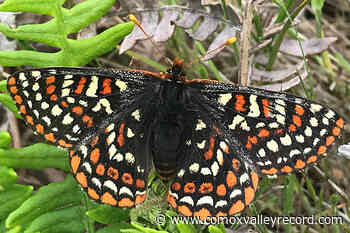 Comox Valley Nature presentation offers update on checkerspot butterfly recovery project - Comox Valley Record