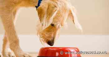 Dog experts list nine toxic food items that could be 'fatal' if eaten by pets - Daily Record
