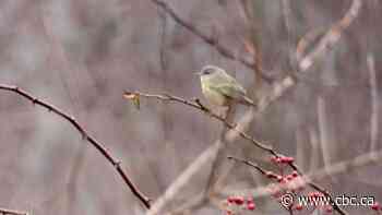Hamilton becomes sixth city in Canada to earn 'bird friendly' designation - CBC.ca
