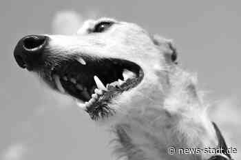 MTK: Nicht angeleinter Hund beißt Passantin in Kriftel! Unfallflucht am Main-Taunus-Zentrum! - News Stadt