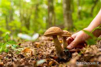 Unione Montana Valsesia: nuove regole per la raccolta funghi - tgvercelli.it