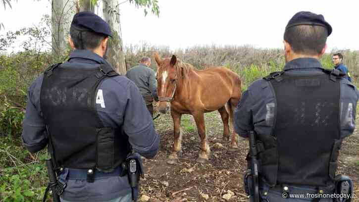 Demolite le stalle abusive alla periferia di Sora: città assediata da forze dell'ordine - FrosinoneToday