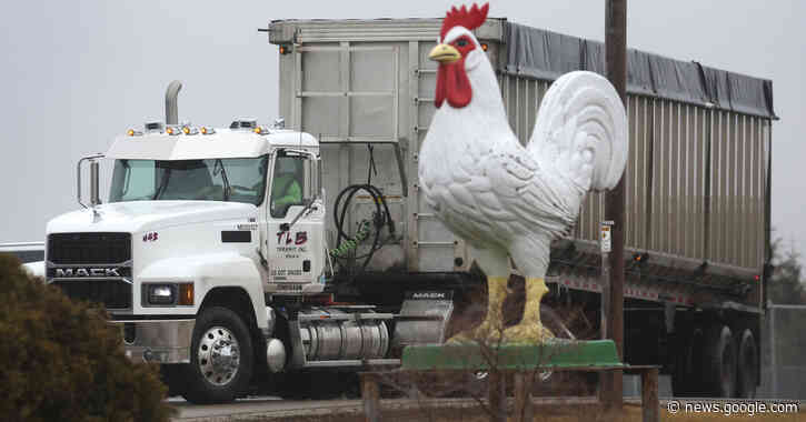 What to Know About the Bird Flu Outbreak - The New York Times