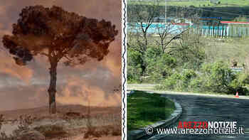FOTONOTIZIA | Badia al Pino perde il suo storico albero: addio al simbolo della comunità - ArezzoNotizie