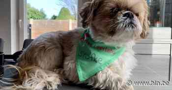 Shih tzu Stofke helpt leerlingen Daltonatheneum Het Leerlabo doorheen moeilijke momenten - Het Laatste Nieuws