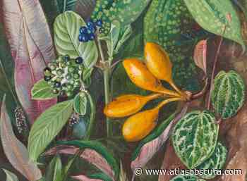 An Illustrator’s Attention To Detail Leads To The Discovery Of A New Species