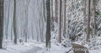 Magical Photos of a Dutch Forest Covered in Rare Spring Snow - PetaPixel