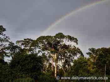 THE CONVERSATION: Discovering the forest wonders of Africa – and the threats they face - Daily Maverick