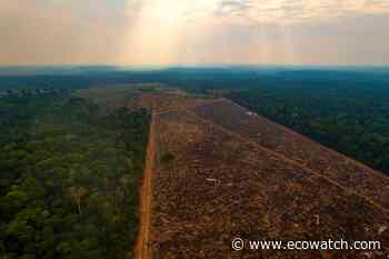 Indigenous Lands Can Help Four Forest Countries Meet Climate Goals, But Only if Protected - EcoWatch