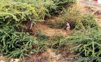 Have already begun eradicating Seemai Karuvelam, Forest dept. tells HC - The Hindu