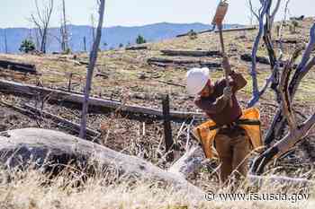 Planting the Shade You'll Never Feel | US Forest Service - USDA Forest Service