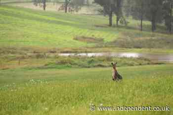 Forest officials stunned to find group of baby kangaroos in Indian jungle - The Independent