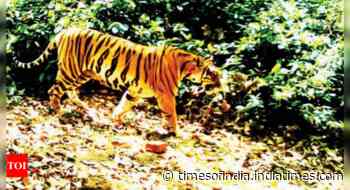 Goa: Forest officials keep check on tiger movement in Mollem - Times of India