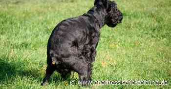Frauen in Fulda angegriffen - Oberhessische Zeitung