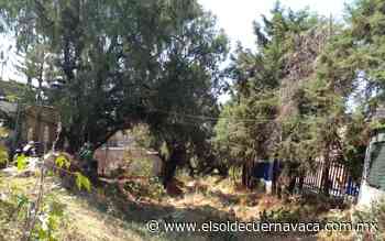 Tala severa depreda flora de Cuernavaca - El Sol de Cuernavaca