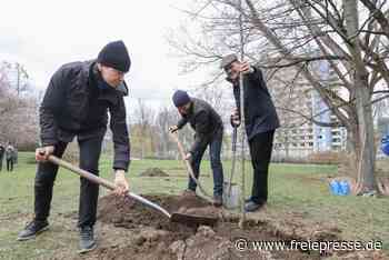Weitere Apfelbäume für Kulturhauptstadt-Projekt in Chemnitz gepflanzt - freiepresse.de