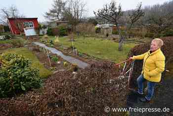 Was das Rathaus Chemnitzer Kleingärtnern verspricht - freiepresse.de
