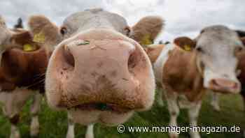 Milch, Butter, Käse: Preisexplosion bei Milchprodukten