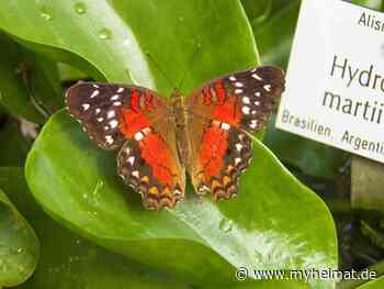 Schmetterlinge im Botanischen Garten München - Karlsfeld - myheimat.de