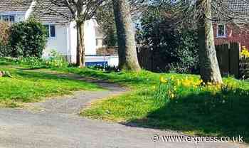 'Totally bonkers' council kills daffodils because of health and safety reasons - Express