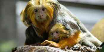 Prozess wegen Affen-Diebstahls und Tierquälerei beginnt