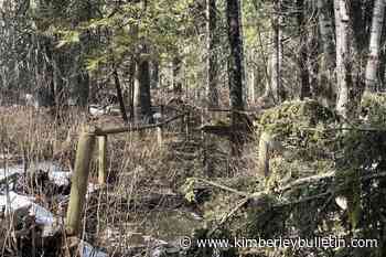 Elk Valley trail disappearing under fallen trees – Kimberley Daily Bulletin - Kimberley Bulletin