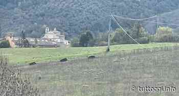 Cinghiali, dopo Spoleto la task force Atc2 a Trevi, Foligno e Collestrada - TuttOggi