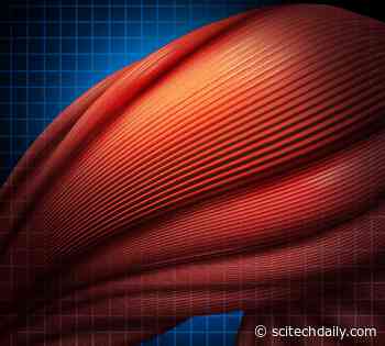 Glucocorticoid Steroids Enhance Muscles Through Sex-Specific Pathways