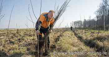 Hambacher Forst: Die Lücken in den Baumreihen schließen - Aachener Zeitung