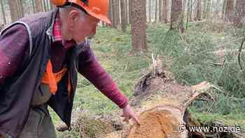 Seit 65 Jahren Forstarbeiter: Täglich ab in den Wald: Theo Gerdes (90) kennt in Sögel jeden Busch - NOZ