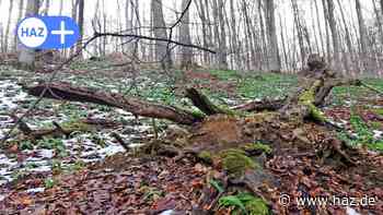 Springer Forst: Politik will Experten hören - HAZ