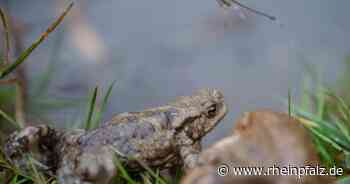 Amphibienleitsystem beschädigt: Verwaltung und Forst helfen schnell - Kaiserslautern - Rheinpfalz.de