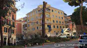 "Ripiantare pini per far contento qualcuno non è giusto, ci vuole un percorso partecipato"